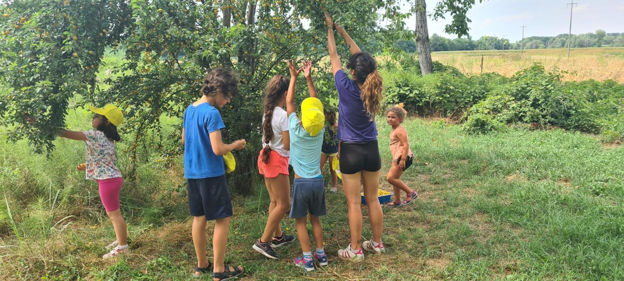 Agriturismo Il Campagnino Кремона Екстериор снимка